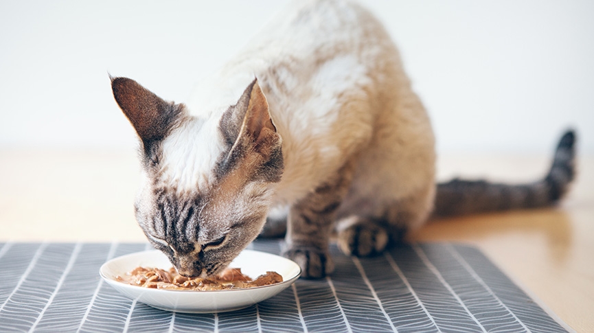 Astkatta主食罐好唔好-冰島Astkattay評價-成份-貓罐頭湯包全分析